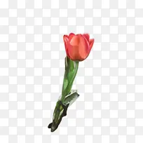 ������ ���� ֲ��-������