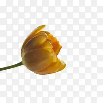 郁金香 花朵 植物群-空若网 郁金香 花朵 植物群-空若网