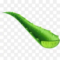 Ҷ ֲ�ﾥ �߲�-������