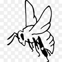 蜜蜂 西方蜜蜂 昆虫-空若网 蜜蜂 西方蜜蜂 昆虫-空若网