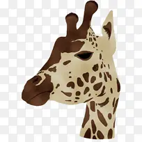 长颈鹿 脖子 鼻子-空若网 长颈鹿 脖子 鼻子-空若网