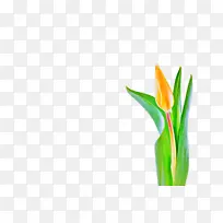 郁金香 花 植物-空若网 郁金香 花 植物-空若网