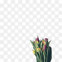 郁金香 花 植物-空若网 郁金香 花 植物-空若网
