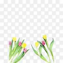 郁金香 花卉 植物-空若网 郁金香 花卉 植物-空若网