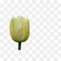 郁金香 花 植物群-空若网 郁金香 花 植物群-空若网