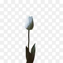 郁金香 花 植物群-空若网 郁金香 花 植物群-空若网