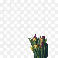 郁金香 花 植物-空若网 郁金香 花 植物-空若网