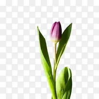 郁金香 花卉 植物-空若网 郁金香 花卉 植物-空若网