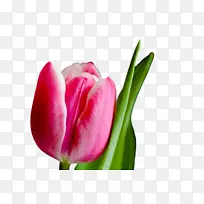 ������ ���� ֲ��Ⱥ-������