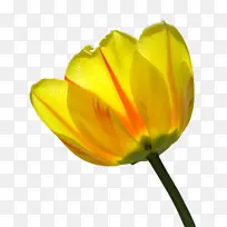 郁金香 花 植物群-空若网 郁金香 花 植物群-空若网