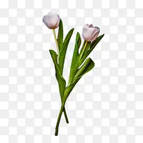 ������ ���� ֲ��Ⱥ-������