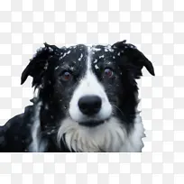 可爱的狗 宠物 动物-空若网 可爱的狗 宠物 动物-空若网