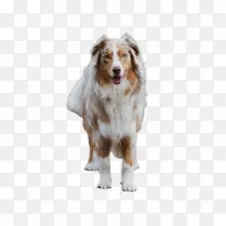 可爱的狗 宠物 动物-空若网 可爱的狗 宠物 动物-空若网