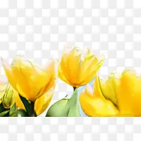 郁金香 花朵 植物群-空若网 郁金香 花朵 植物群-空若网