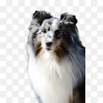 可爱的狗 宠物 动物-空若网 可爱的狗 宠物 动物-空若网