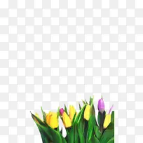 ������ ���� ֲ��Ⱥ-������