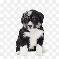 可爱的狗 宠物 动物-空若网 可爱的狗 宠物 动物-空若网