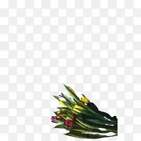 郁金香 花朵 植物-空若网 郁金香 花朵 植物-空若网