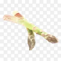 手指 芦笋 植物-空若网 手指 芦笋 植物-空若网