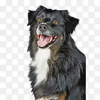 可爱的狗 宠物 动物-空若网 可爱的狗 宠物 动物-空若网