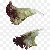 生菜沙拉蔬菜博客番茄-生菜-空若网 生菜沙拉蔬菜博客番茄-生菜-空若网