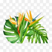 Ҷ ˮ�ʻ� ֲ��-������