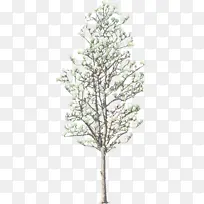 ��ľ ��֦ ��԰-������