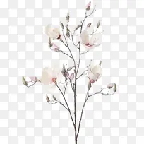 花 木兰 绘画-空若网 花 木兰 绘画-空若网