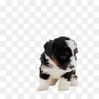 可爱的狗 宠物 动物-空若网 可爱的狗 宠物 动物-空若网