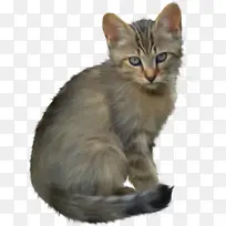 小猫 猫 可爱-空若网 小猫 猫 可爱-空若网