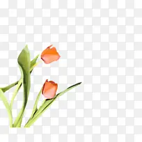 郁金香 花 植物群-空若网 郁金香 花 植物群-空若网