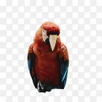 鹦鹉 鸟 五颜六色-空若网 鹦鹉 鸟 五颜六色-空若网