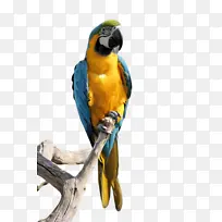 ���� �� ������ɫ-������