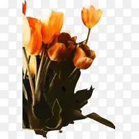 郁金香 花 植物-空若网 郁金香 花 植物-空若网