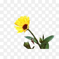 万寿菊 开花 花-空若网 万寿菊 开花 花-空若网