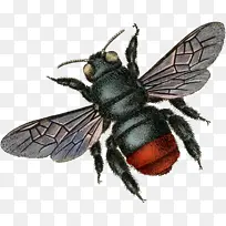 蜜蜂 昆虫 蜂王-空若网 蜜蜂 昆虫 蜂王-空若网