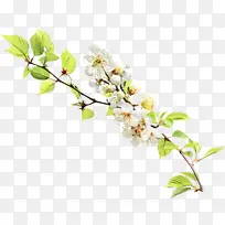 树枝 樱花 花朵-空若网 树枝 樱花 花朵-空若网