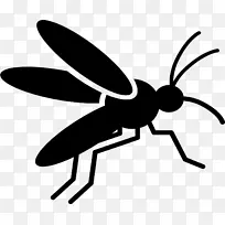 蚊子 蚊子角病 媒介-空若网 蚊子 蚊子角病 媒介-空若网