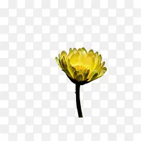 万寿菊 花朵 植物-空若网 万寿菊 花朵 植物-空若网