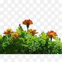 万寿菊 开花 花-空若网 万寿菊 开花 花-空若网