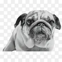 可爱的狗 宠物 动物-空若网 可爱的狗 宠物 动物-空若网