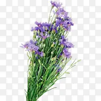 英国薰衣草 花卉 花卉设计-空若网 英国薰衣草 花卉 花卉设计-空若网