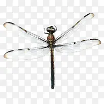 ���� ���� Ĥ-������