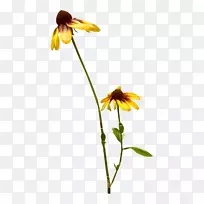 ���������������㻨��-�ƻ�-������