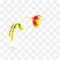 郁金香 花 植物-空若网 郁金香 花 植物-空若网