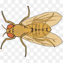 常见的果蝇 昆虫 果蝇-空若网 常见的果蝇 昆虫 果蝇-空若网