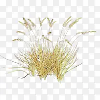 草 观赏草 绘画-空若网 草 观赏草 绘画-空若网