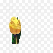郁金香 花 植物-空若网 郁金香 花 植物-空若网