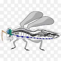 À¥³æÐÎ̬ ºûµû ¼×³æ-¿ÕÈôÍø À¥³æÐÎ̬ ºûµû ¼×³æ-¿ÕÈôÍø