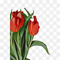 郁金香 花 植物-空若网 郁金香 花 植物-空若网